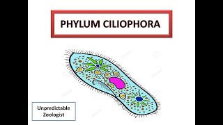 Phylum CiliophoraProtozoa [upl. by Nirb]