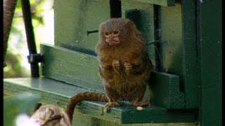 Releasing the Marmosets  The Zoo Keepers  BBC Earth [upl. by Ynove683]