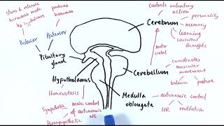 A2 Biology  The brain OCR A Chapter 137 [upl. by Netniuq]