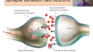 biopsychology Neurons and synaptic transmission [upl. by Etyak134]