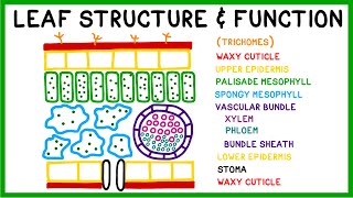 Leaf Structure and Function [upl. by Culhert]