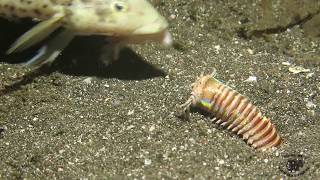 Amazing Feeding to the Bobbit Worm [upl. by Alpers42]