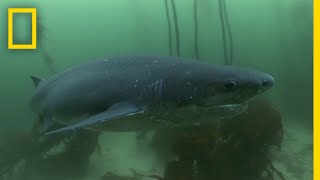 The Cookiecutter Shark  Sharks of Bermuda Triangle [upl. by Brufsky]