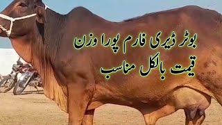 Sahiwal Cholistni Cows for Sale in pakistan [upl. by Kessler387]