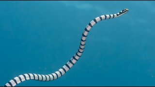 Facts The Sea Snake [upl. by Giefer]