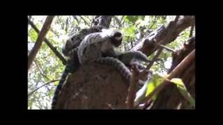 Common Marmosets in the Wild [upl. by Dragone]