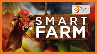 SMART FARM  Focus on Sahiwal cattle breed in Narok [upl. by Tnahsin340]