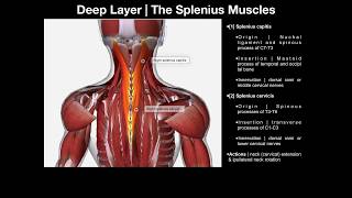 True Back Muscles  The Splenius amp Erector Spinae Groups [upl. by Nahn]