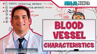 Cardiovascular  Blood Vessel Characteristics [upl. by Yziar]