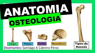 ▌ANATOMÍA ▌OSTEOLOGIA ▌ TIPOS DE HUESOS Y CLASIFICACIÓN ▌💀 [upl. by Ailalue]