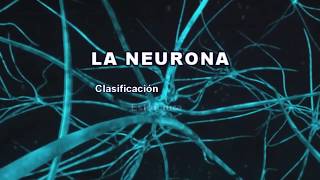 LA NEURONA Clasificación estructura y funciones [upl. by Marcia]