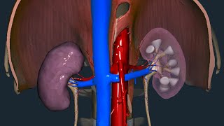 Rene  Anatomia macroscopica [upl. by Berte418]