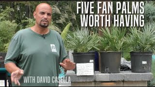 Five Fan Palms Worth Having [upl. by Lokkin]