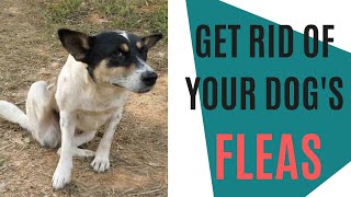 How to get rid of dog fleas [upl. by Anoiuq789]