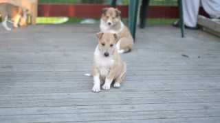 Smooth Collie PUPPIES  5 weeks [upl. by Mandal]