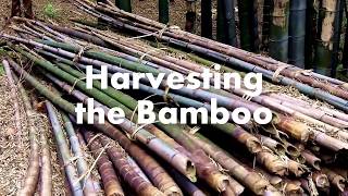 How Bamboo Fabric is Made [upl. by Jermain762]