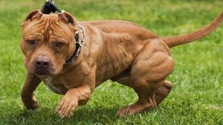 Los 10 Tipos De Razas De Perro Pitbull [upl. by Yesrej]