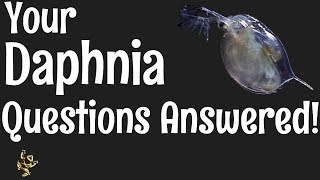 Daphnia Questions Answered [upl. by Lock]