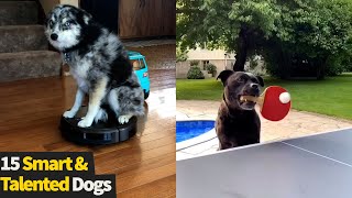 Top 15 Smart And Talented Dogs  Clever Dogs Compilation [upl. by Nage29]