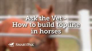 Ask the Vet  How to build topline in horses [upl. by Worthy63]