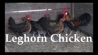 Chicken Breed Analysis The Leghorn [upl. by Imre654]