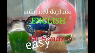 daphnia moina culture Easy way Unlimited production English  with sub Green water Chlorella [upl. by Bible]