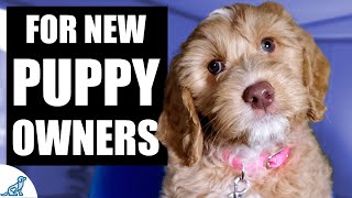 Your Complete First Week Puppy Training Plan [upl. by Milton]