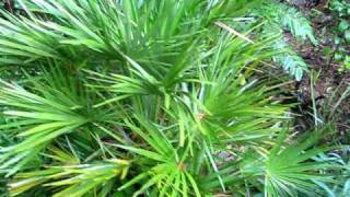 Mediterranean Fan Palm in my Garden [upl. by Durwin]