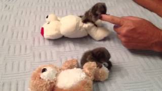 Baby Monkey Marmosets Playing [upl. by Paola335]