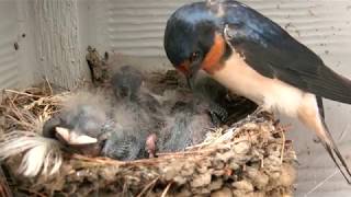 Barn Swallow Babies  Day 5 [upl. by Celka]