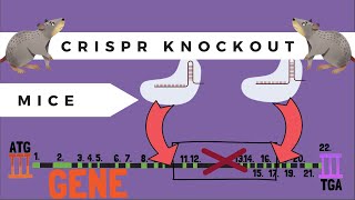 The Basics of CrisprPro Knockout Mice [upl. by Halueb885]