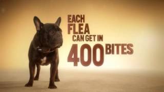 Frontline Tritak for Dogs Fleas Are Fast [upl. by Rodney]