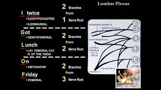 NERVE INJURY IN THE UPPER EXTREMITY Everything You Need To Know  Dr Nabil Ebraheim [upl. by Erreipnaej739]