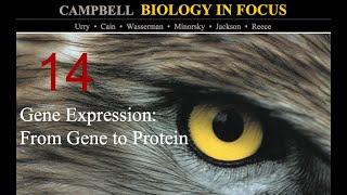 Biology in Focus Chapter 14 Gene ExpressionFrom Gene to Protein [upl. by Hannasus]