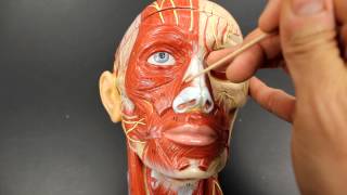 MUSCULAR SYSTEM ANATOMYMuscles of facial expression model description [upl. by Ardnuhsed]