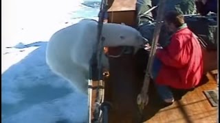 Wild Polar Bear gets too hungry Svalbard [upl. by Eniamor]