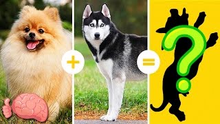 20 Increíbles Cruzas De Razas De Perros Que NO CONOCÍAS [upl. by Neleb]