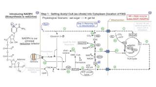 Fatty Acids and Lipid Biosynthesis [upl. by Rosalba106]