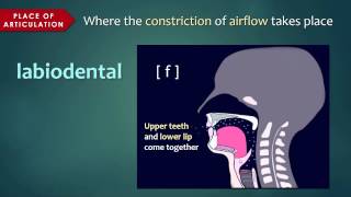 Introduction to Articulatory Phonetics Consonants [upl. by Starling]