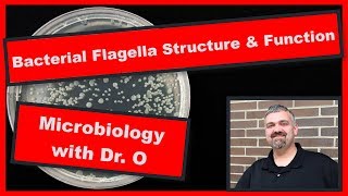 Bacterial Flagella Structure and Function Microbiology [upl. by Mirisola]