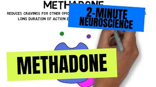 2Minute Neuroscience Methadone [upl. by Nitram]