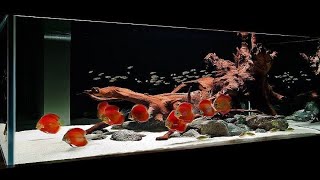 Top 8 Gorgeous Discus Fish Tank  Beautiful Discus Landscape [upl. by Seni]