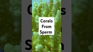 Corals from sperm [upl. by Jorge478]