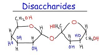 Disaccharides  Sucrose Maltose Lactose  Carbohydrates [upl. by Ehsrop]