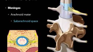 Spinal cord Meninges [upl. by Bak]