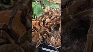 Theraphosa stirmi verpaarung [upl. by Thier]