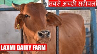 Laxmi Dairy Farm of Punjab  Best Sahiwal cow in India [upl. by Ripley]