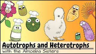 Autotrophs and Heterotrophs [upl. by Athena]