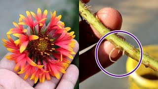 Grow Gaillardia from Cuttings in Water No Seeds Needed [upl. by Ynohta]