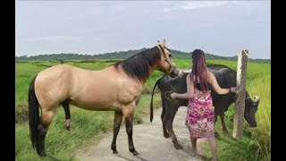 My sister training care her lovely horse in beginner 2021 [upl. by Bowne]